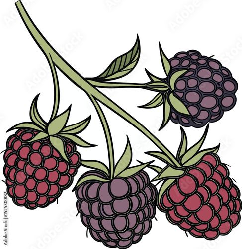 Raspberry Fruit Branch with Red and Purple Berries on White Background