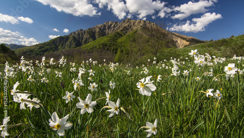 Fototapeta Naklejka Na Ścianę i Meble -  alpine meadow with white flowers