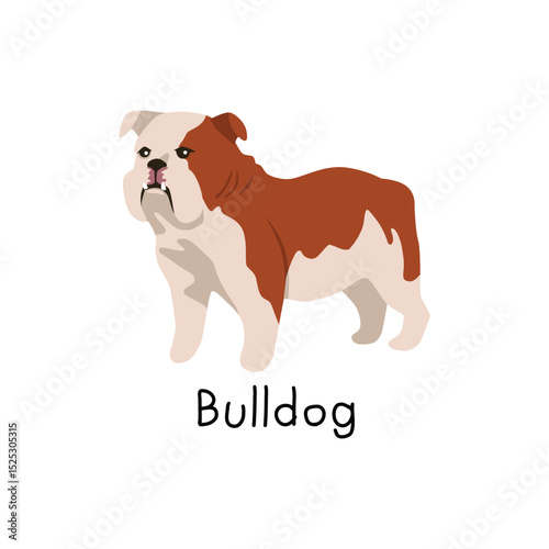 Cute bulldog dog breed illustration