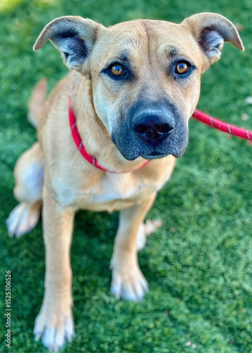 Fotografía Shepherd Mix with Red Leash on Turf