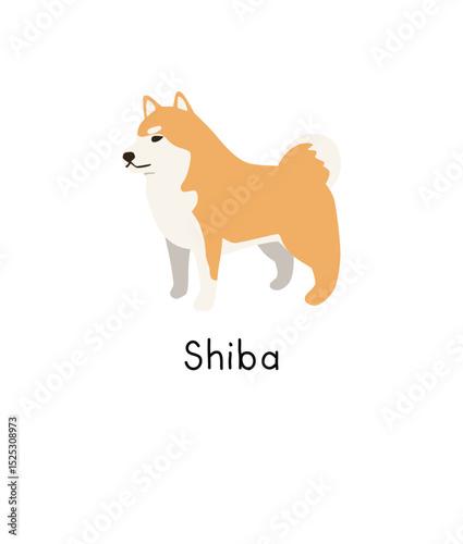Cute shiba inu dog breed illustration