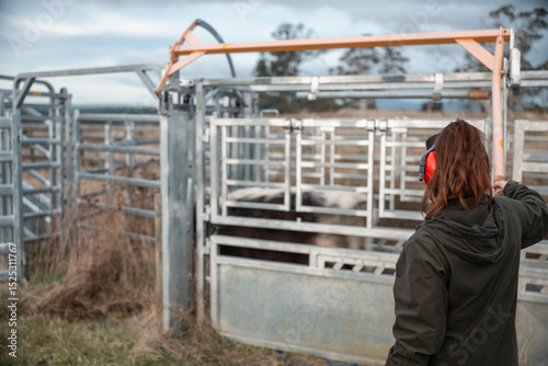 Female Farmer Operating a Cattle Crush in Australian Stockyards. Showcasing Modern Livestock Handling, Safety Practices, and Dedicated Animal Welfare, herding livestock on a farm in australia photo