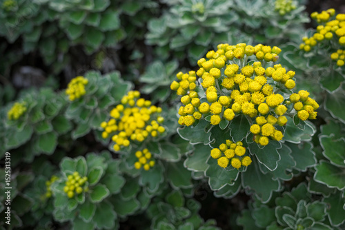 Bush of Ajania pacifica, or the gold and silver chrysanthemum in garden. It is a mound-forming perennial plant native to Japan