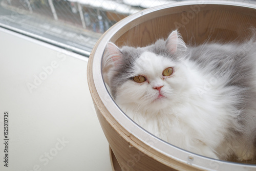 Persian cat with yellow eyes comfortably sleeping in a round pet bed by the window.