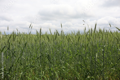 Lush Green Wheat Field Under Cloudy Sky in Rural Countryside