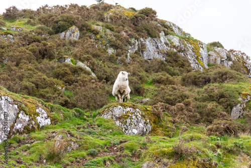 Lone sheep stands on a rocky outcrop in Welsh mountains , checking the view and making sure no predators are  watching .