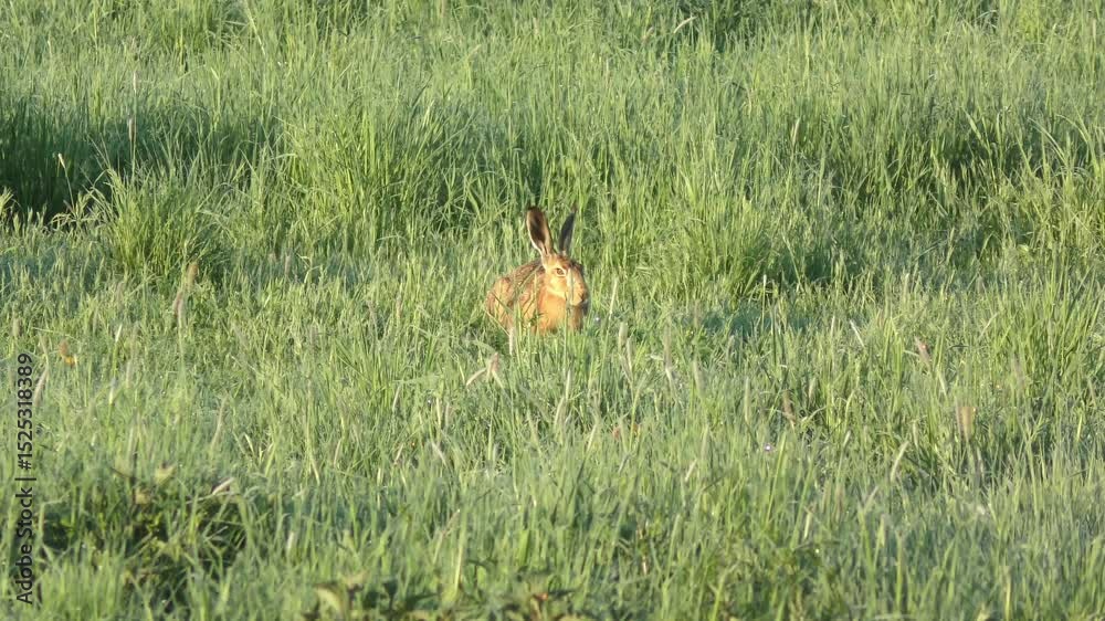 aufmerksamer schöner Feldhase auf grüner Frühlingswiese – lebendige Natur, zartes Licht und ländliche Harmonie in einer friedlichen, detailreichen Wildtieraufnahme, Tier, Nagetier, heimisch aufmerksamer schöner Feldhase auf grüner Frühlingswiese – lebendige Natur, zartes Licht und ländliche Harmonie in einer friedlichen, detailreichen Wildtieraufnahme, Tier, Nagetier, heimisch