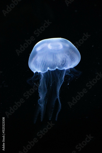 Close-up of a Bioluminescent Jellyfish, its Delicate Tentacles Illuminated in the Darkness
