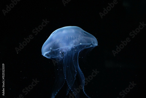 Close-up of a Bioluminescent Jellyfish, its Delicate Tentacles Illuminated in the Darkness