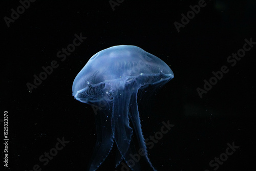 Close-up of a Bioluminescent Jellyfish, its Delicate Tentacles Illuminated in the Darkness