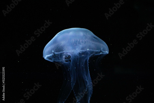 Close-up of a Bioluminescent Jellyfish, its Delicate Tentacles Illuminated in the Darkness