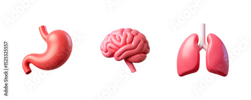 Stomach, Brain, Lungs, Organs, Set of Three 3D Icon – Glossy Minimal Emoji Style, Isolated PNG objects