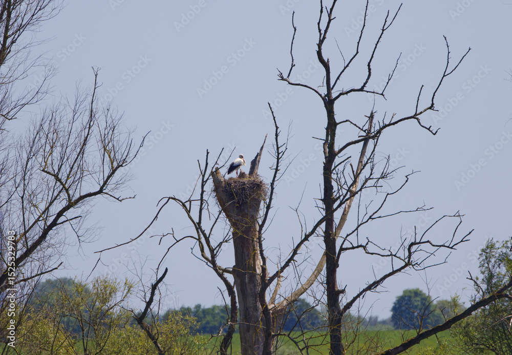 Obraz premium Stork in far distance, stork in eyrie surrounded by trees, stork nest, nest building, mating season, large white bird with red beak, Ciconiidae