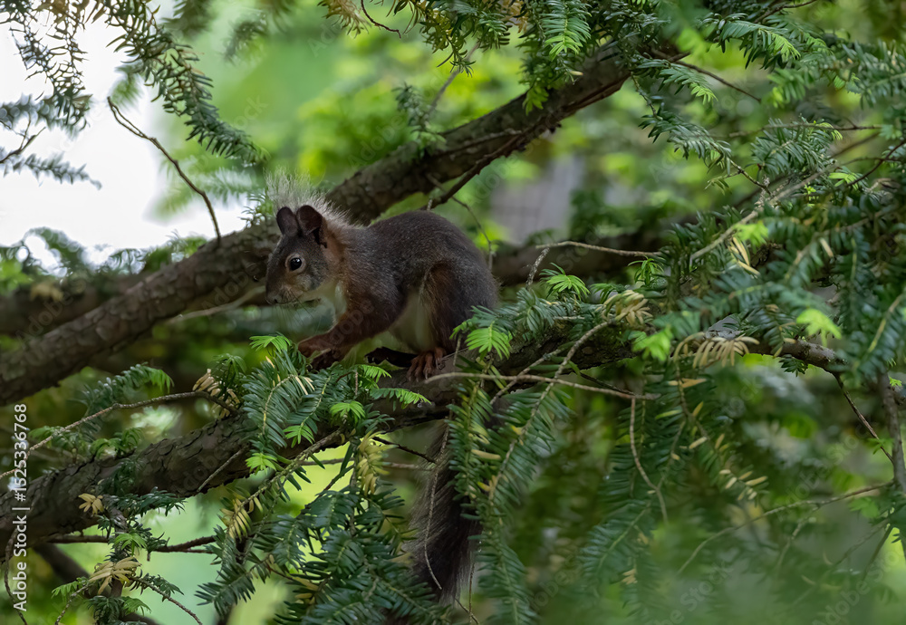 Obraz premium Eichhörnchen
