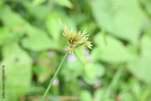Cyperus polystachyos grass. Its common names Pycreus polystachyos, manyspike flatsedge, bunchy sedge, coast flatsedge, many spiked sedge and Texas sedge. Its herbaceous species in family Cyperaceae. 
