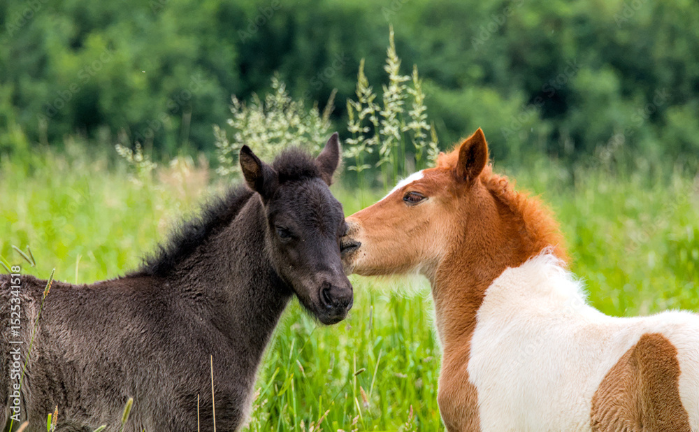 Φωτογραφία Portrait of a dark and a skewbald foal of Icelandic horses playing together in t