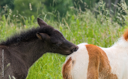 Portrait of a dark and a skewbald foal of Icelandic horses playing together in the meadow