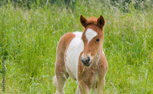 Lovely portrait of a skewbald Icelandic Horse foal in the meadow
