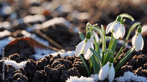 Snowdrops Emerging from Winter Soil