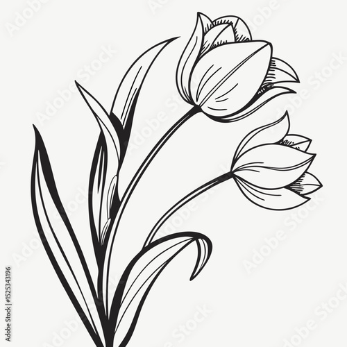 black and white lily