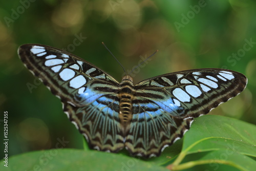 Parthenos Sylvia or the clipper butterfly , The clipper is a fast-flying butterfly and has a habit of  glide between spurts of flapping.It is one of the most beautiful butterflies found in rainforest.
