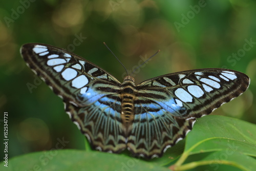 Parthenos Sylvia or the clipper butterfly , The clipper is a fast-flying butterfly and has a habit of  glide between spurts of flapping.It is one of the most beautiful butterflies found in rainforest.