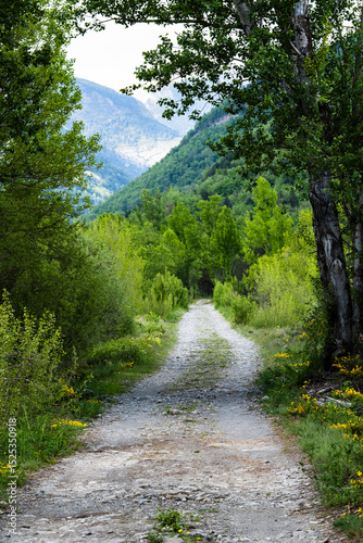 Gravel road leading into green forest and mountains