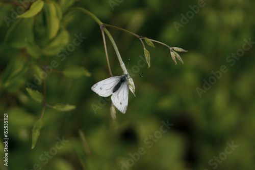 White butterfly with black spots on its wings resting on a thin green branch with small leaves on a blurred green background