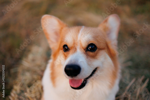 Foto Portrait of the red and white smiling welsh corgi pembroke having a rest on a ha