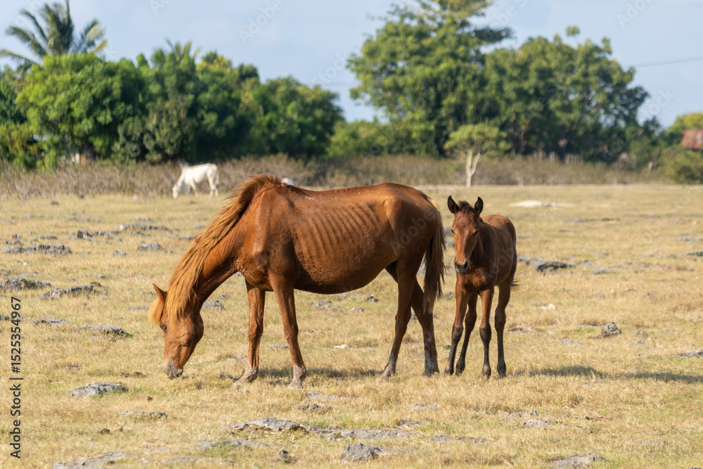 Fototapeta premium East sumba, Indonesia – 06. 08. 2025 – The legs of Sumba's Sandalwood Horses are strong from habitually walking and grazing across the rocky savannas