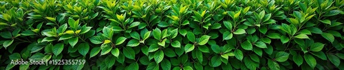 Lush green hedge creating a natural boundary, perfectly manicured and thriving Ideal for privacy, landscaping, and garden design Offers texture and vibrancy , sustainable, plants