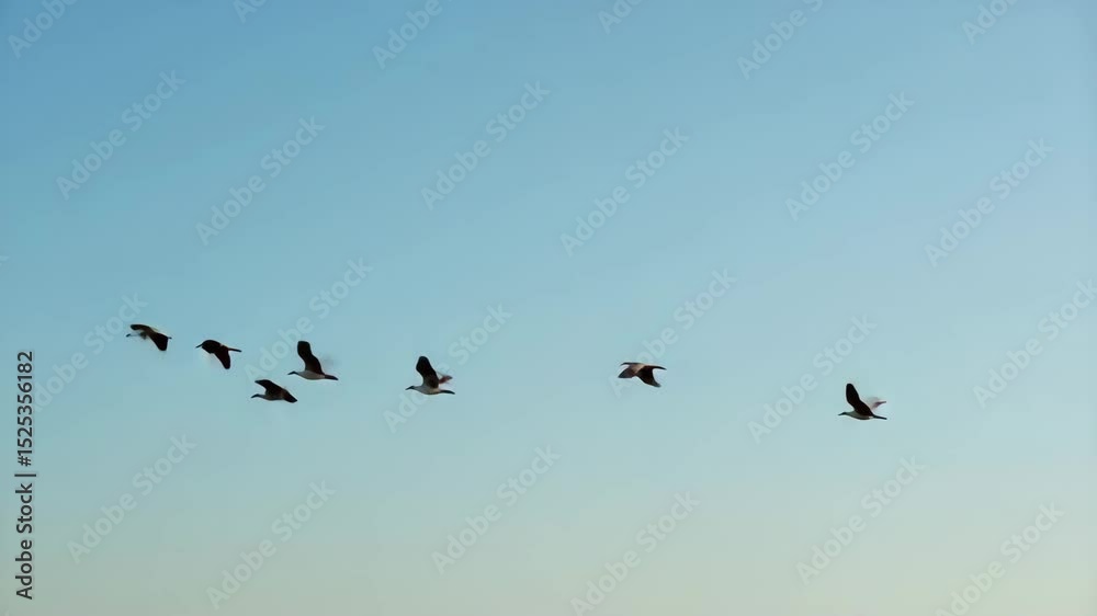 Flock of birds flying in clear blue sky during daytime Flock of birds flying in clear blue sky during daytime
