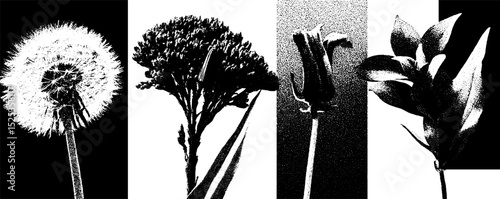 Minimalist botanical engraving with stippling and halftone texture for nature art design