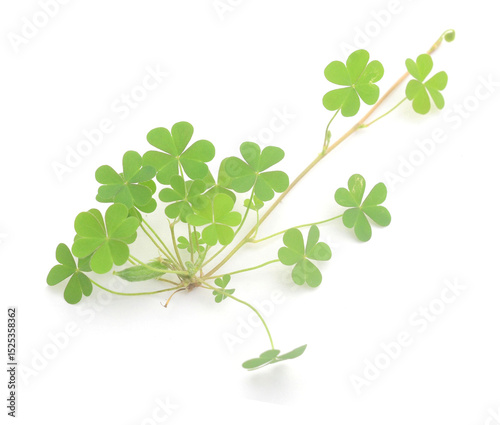 Photography Three leaf clover isolated on white
