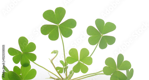 Photography Three leaf clover on white background