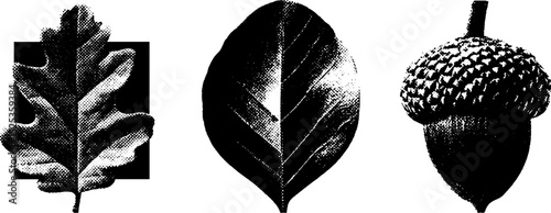 Minimalist nature design with oak and acorn engraving for artistic textures