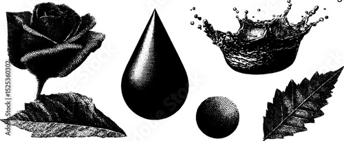 Realistic engraving stippling with rose, water droplet, splashes, and leaf art design