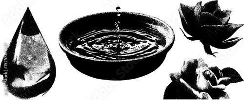 Realistic engraving and stippling of water droplet, bowl, and rose flowers with halftone texture