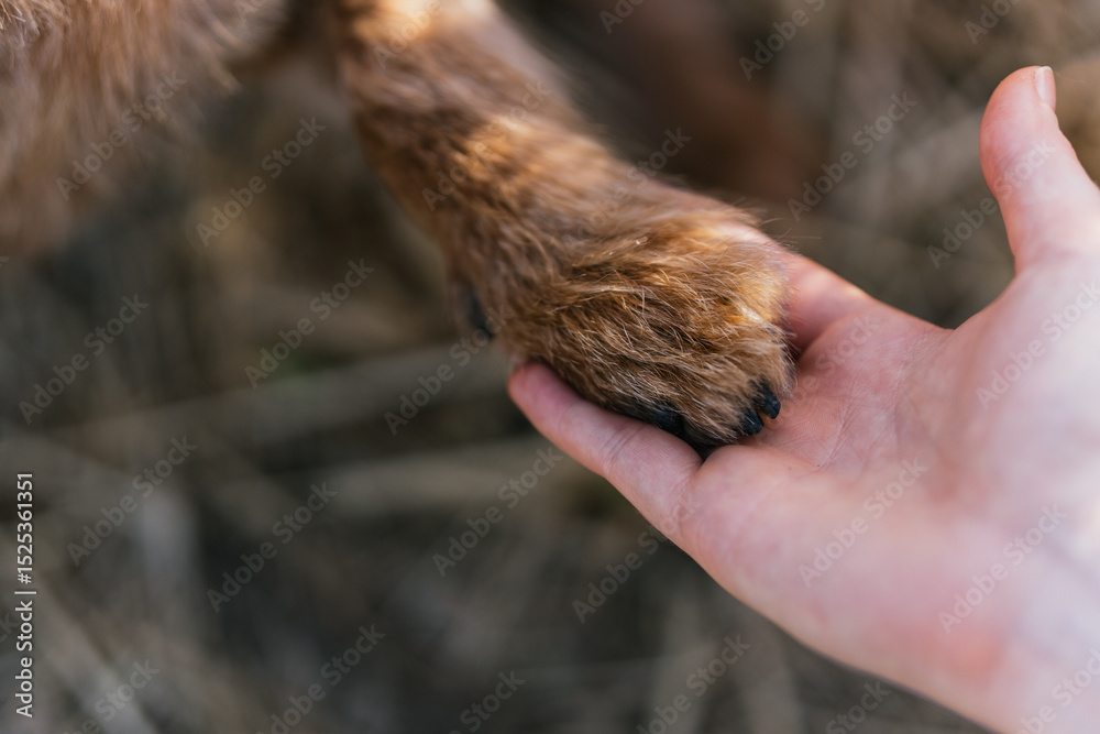 Obraz premium Dog paw gently resting on human hand, affectionate and connection