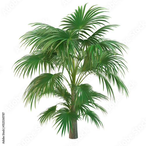 3D Realistic Palm Plant - Tropical Foliage on Transparent Background