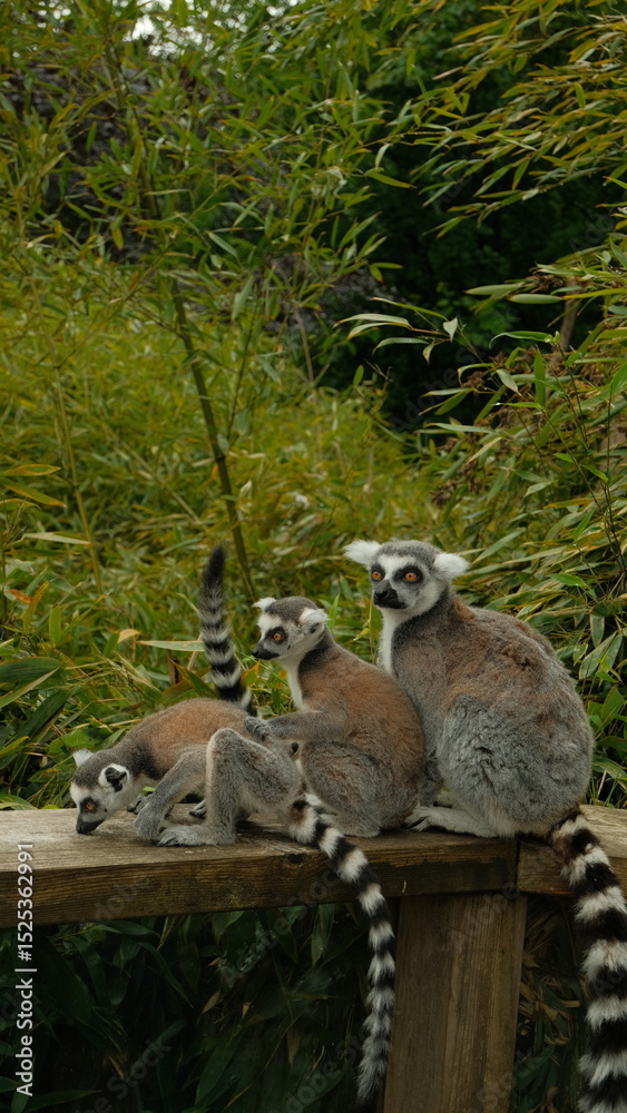 Obraz premium Three ring-tailed lemurs (Lemur catta) resting on a wooden fence surrounded by lush green foliage. Wildlife photography capturing the social behavior and natural habitat of these charismatic primates.