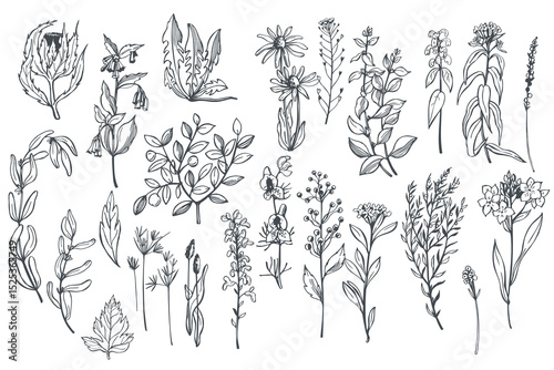 Hand-drawn wild medicinal herbs set.  Vector sketch  illustration.