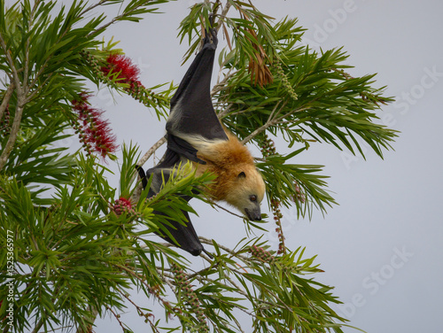 Greater Mascarene flying fox - Pteropus niger - Mauritian fruit bat