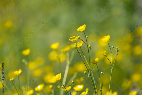 buttercups in spring, idyllic landscape with yellow flowers, a meadow full of buttercups, buttercups in full bloom, sunshine in the meadow, meadow with yellow flowers, Ranunculus