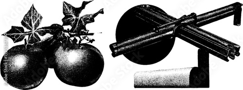 Vintage engraving of tomatoes and mechanical device with stippling and halftone texture