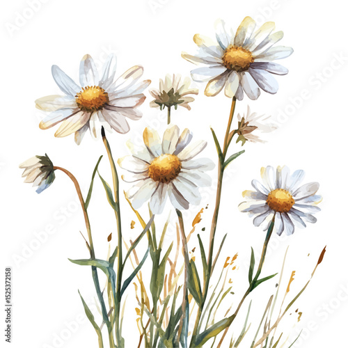 Field Daisies Golden Summer, watercolor drawing vector, high quality, isolated on a white background.