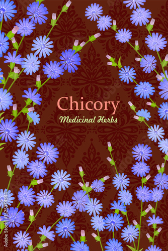 banner with blooming chicory flowers. card with Cichorium intybus wildflowers. frame of medicinal herbal Common chicory on brown background with arabesque