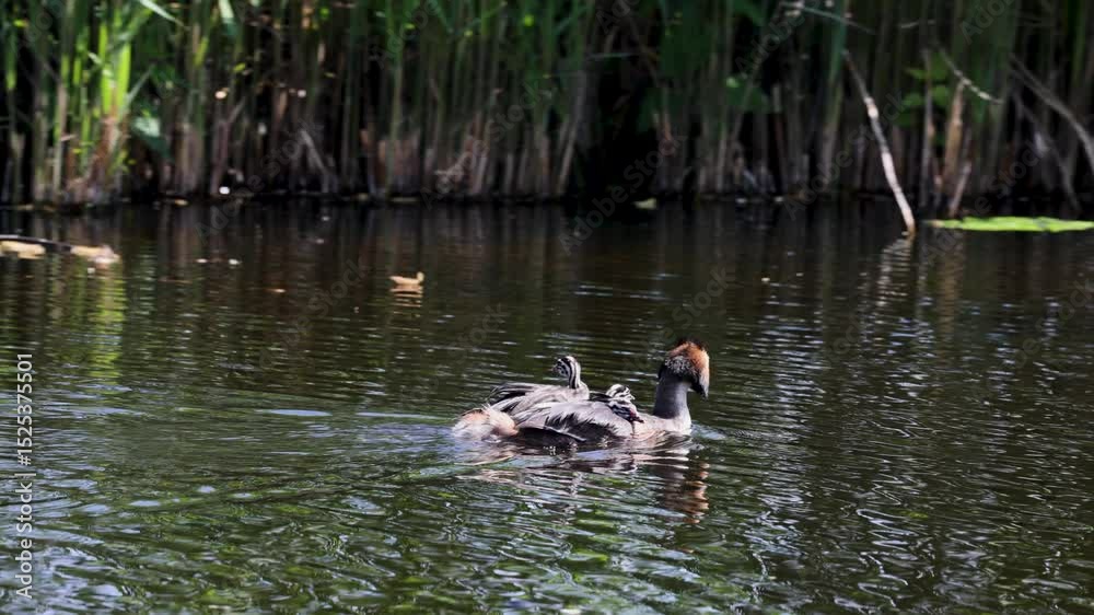 A tranquil scene of a family of ducks swimming together in calm waters. The adults lead their fluffy chicks, creating a touching moment in nature. Ducks feed their young.