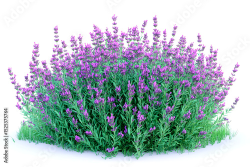 Lush lavender bush isolated on white background