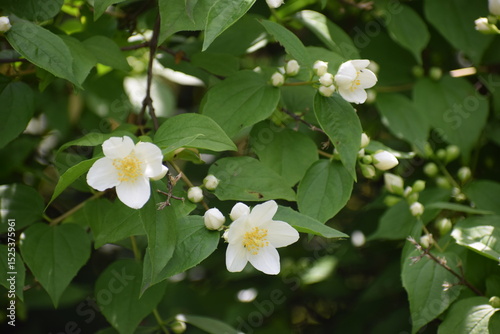 beautiful flowers in the garden photo